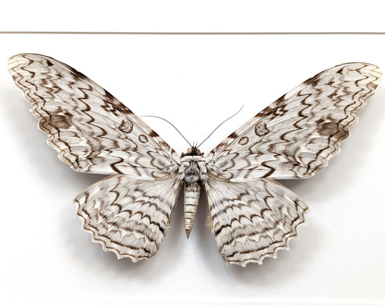 Thysania agrippina « White Witch » bas Le plus grand papillon de nuit du monde Vrai papillon de nuit dans le cadre décoration nature curiosité entomologie taxidermie