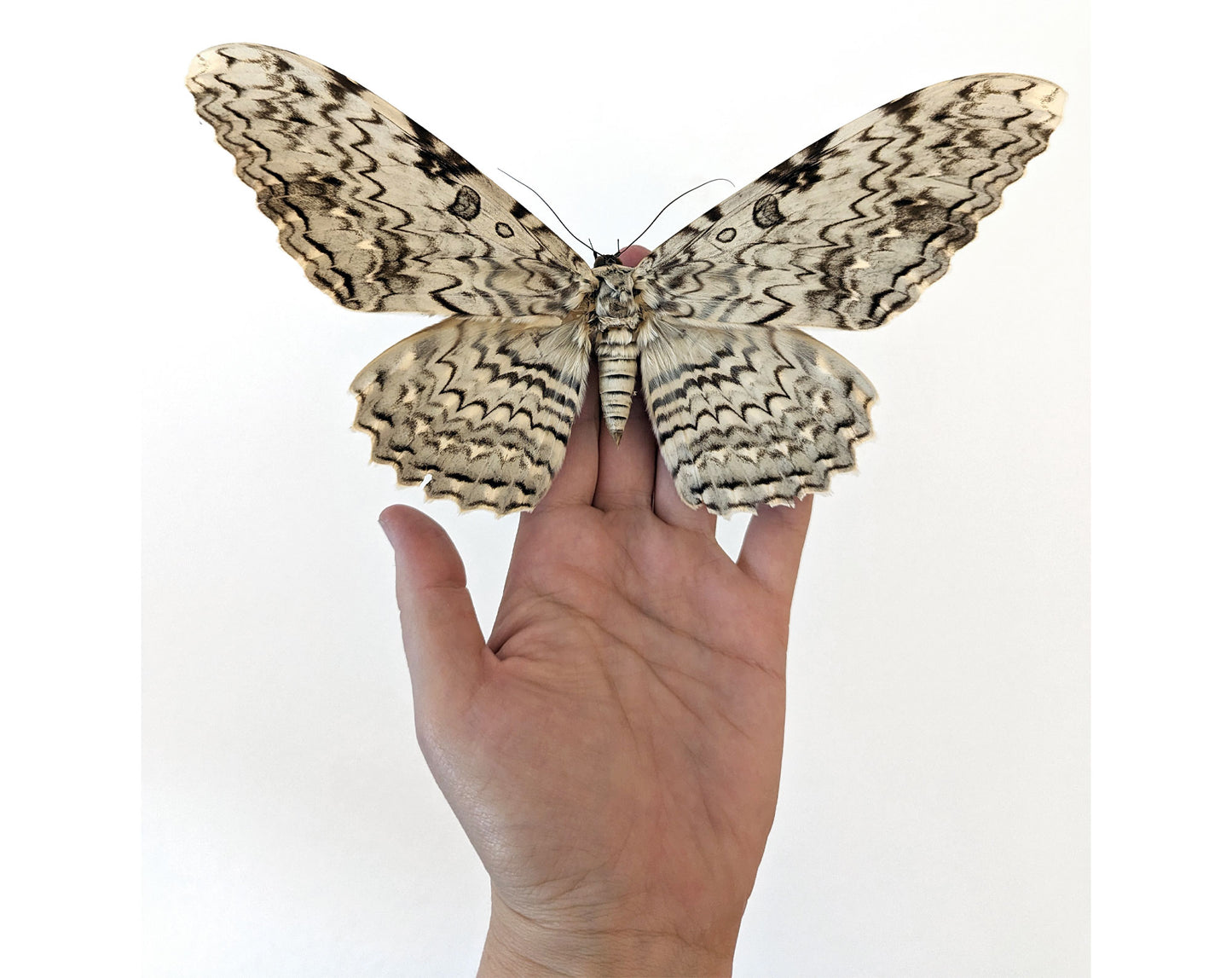 Thysania agrippina « White Witch » bas Le plus grand papillon de nuit du monde Vrai papillon de nuit dans le cadre décoration nature curiosité entomologie taxidermie