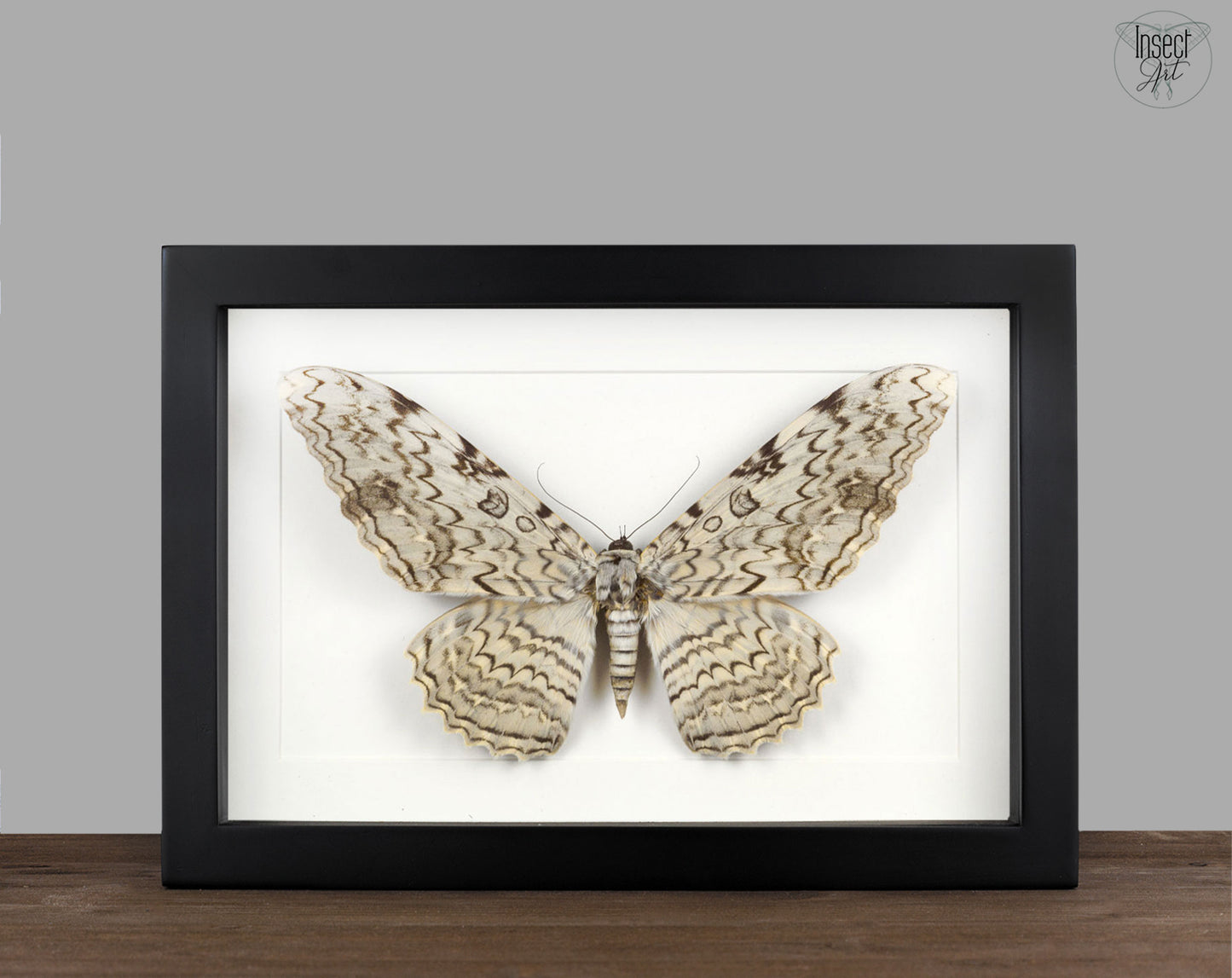 Thysania agrippina « White Witch » bas Le plus grand papillon de nuit du monde Vrai papillon de nuit dans le cadre décoration nature curiosité entomologie taxidermie