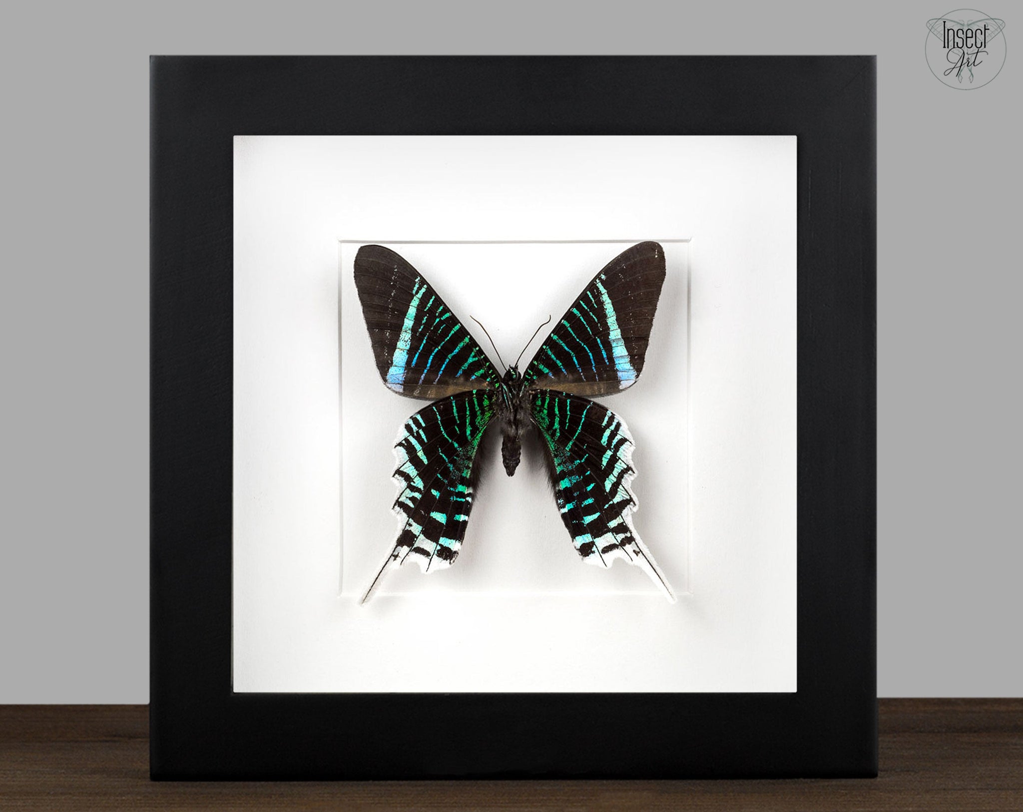 Urania leilus   InsectArt