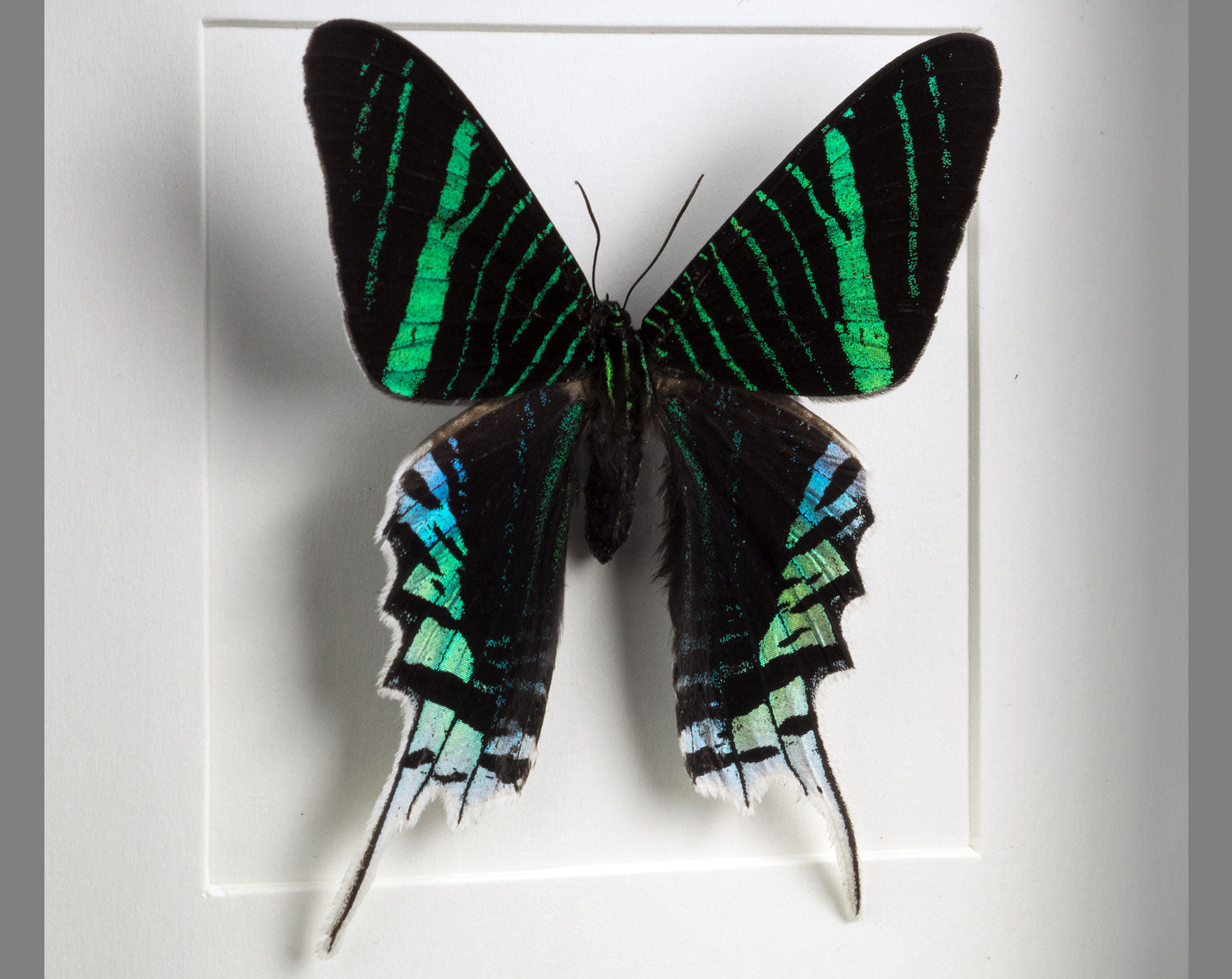 Urania leilus   InsectArt