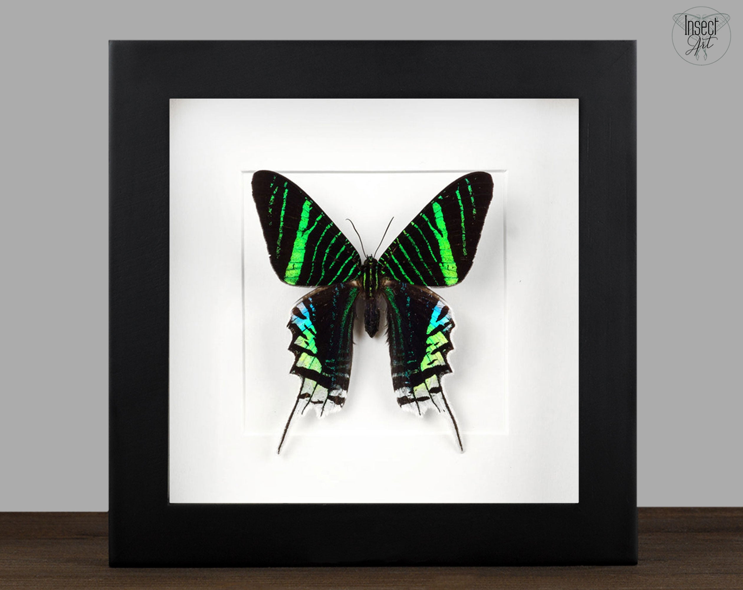 Urania leilus   InsectArt