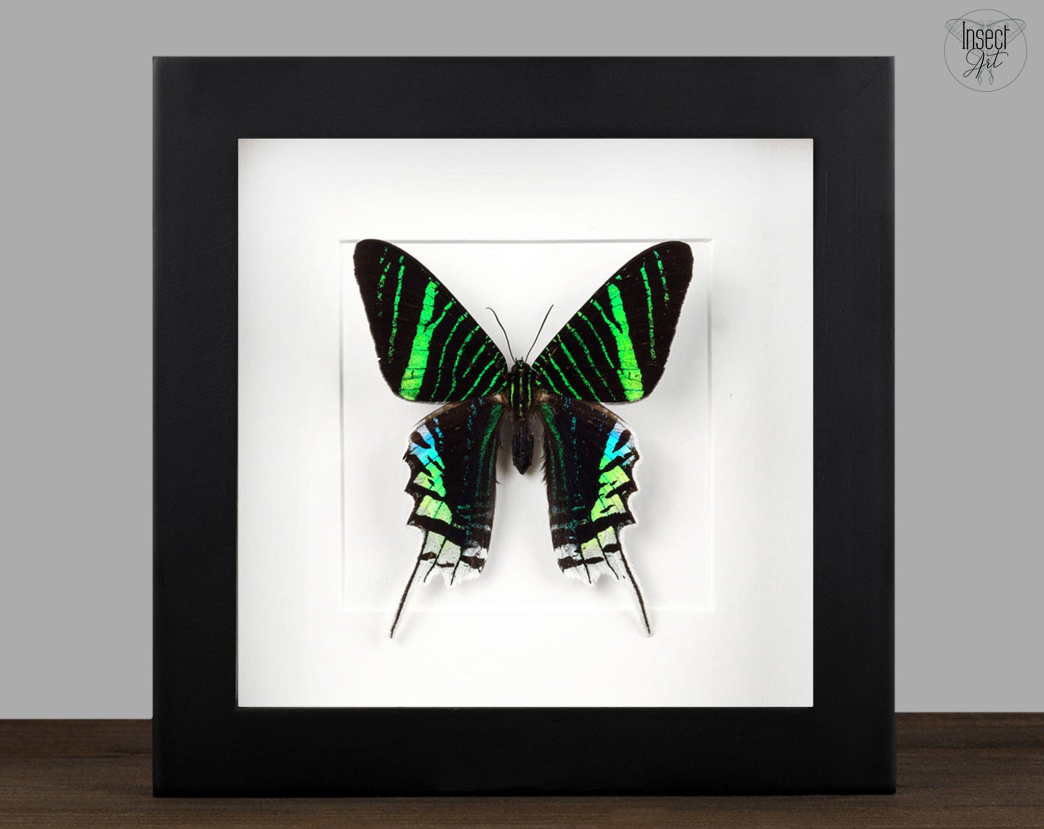 Urania leilus   InsectArt