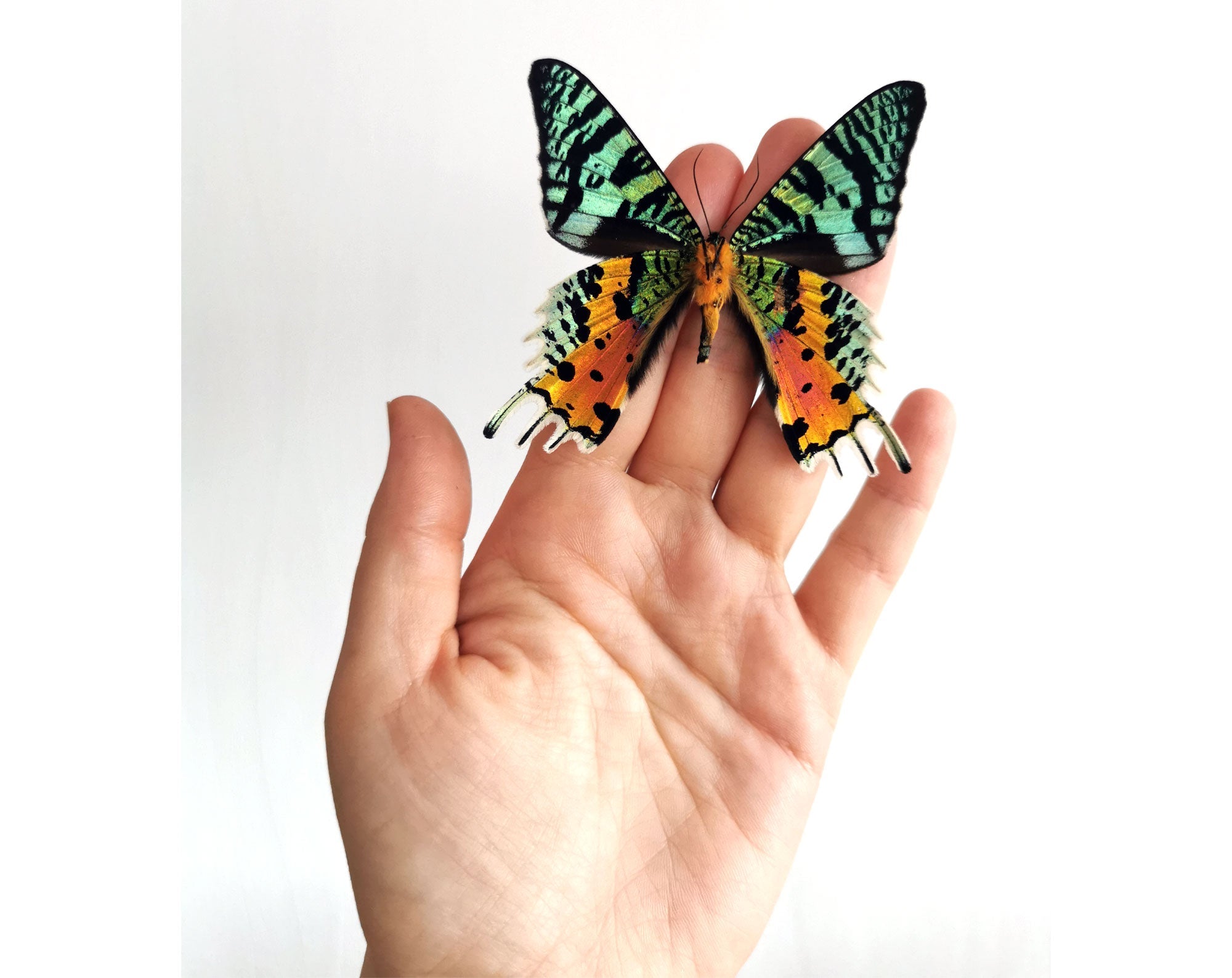Urania ripheus   InsectArt