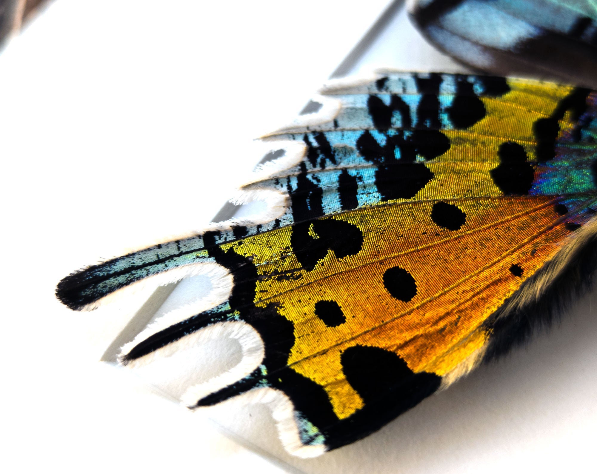 Urania ripheus   InsectArt
