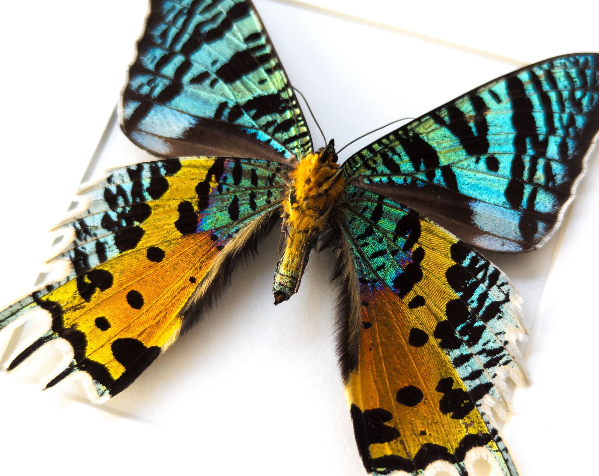Urania ripheus   InsectArt