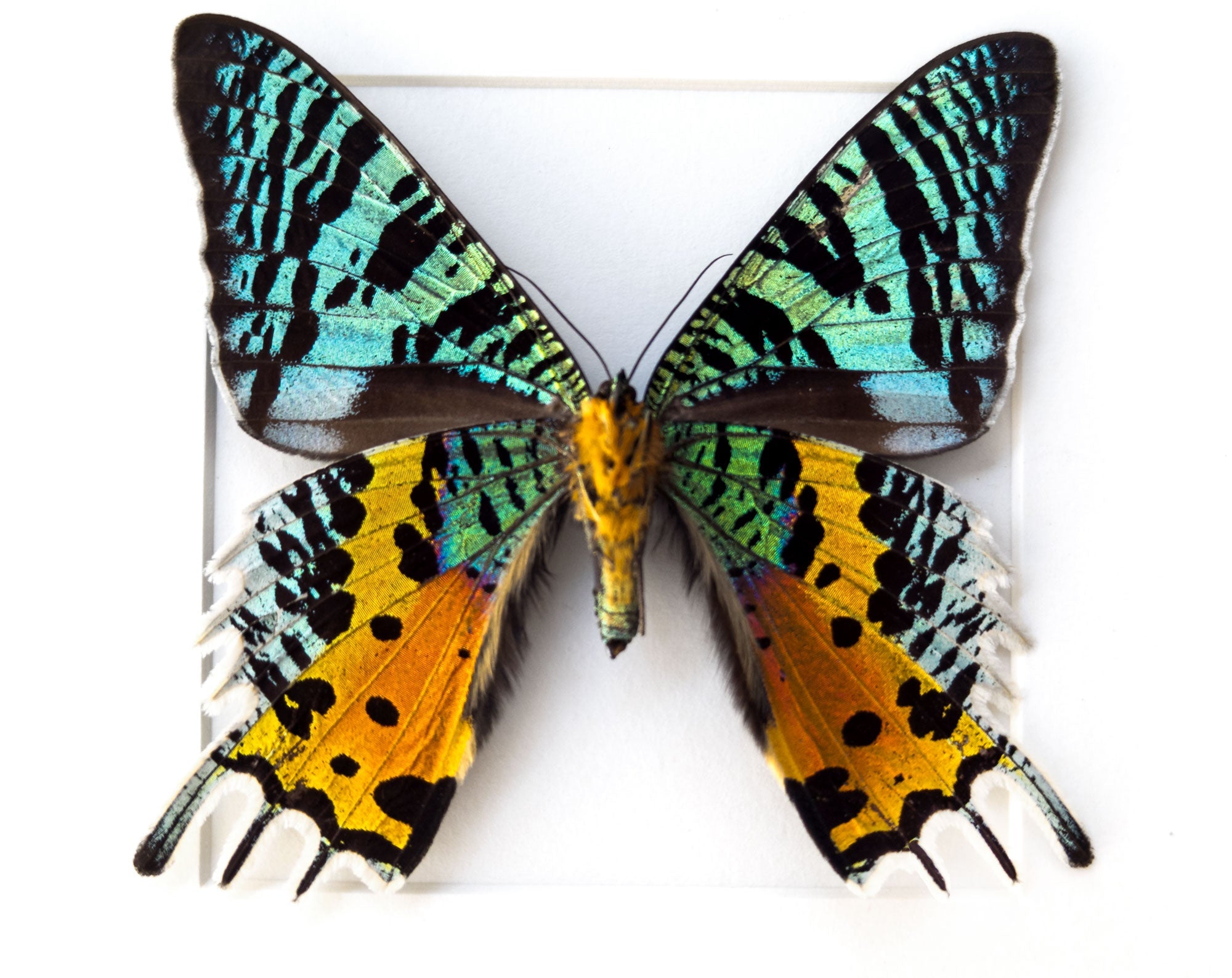 Urania ripheus   InsectArt