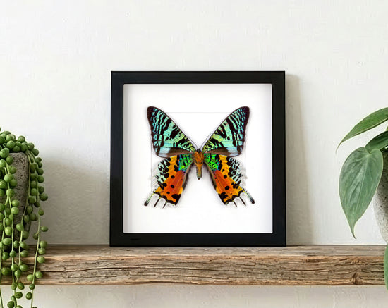 Urania ripheus, echter Nachtfalter im Rahmen