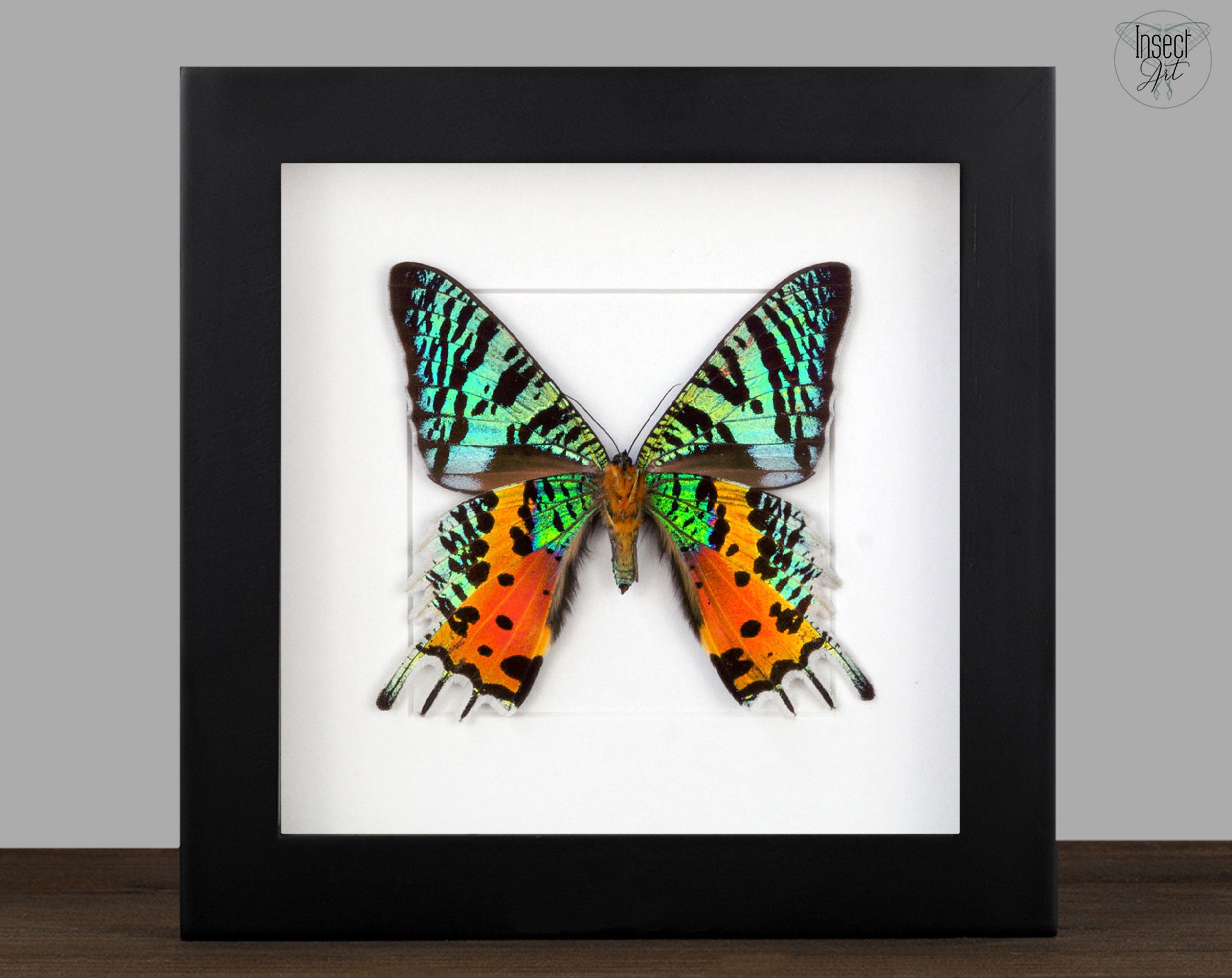 Urania ripheus   InsectArt