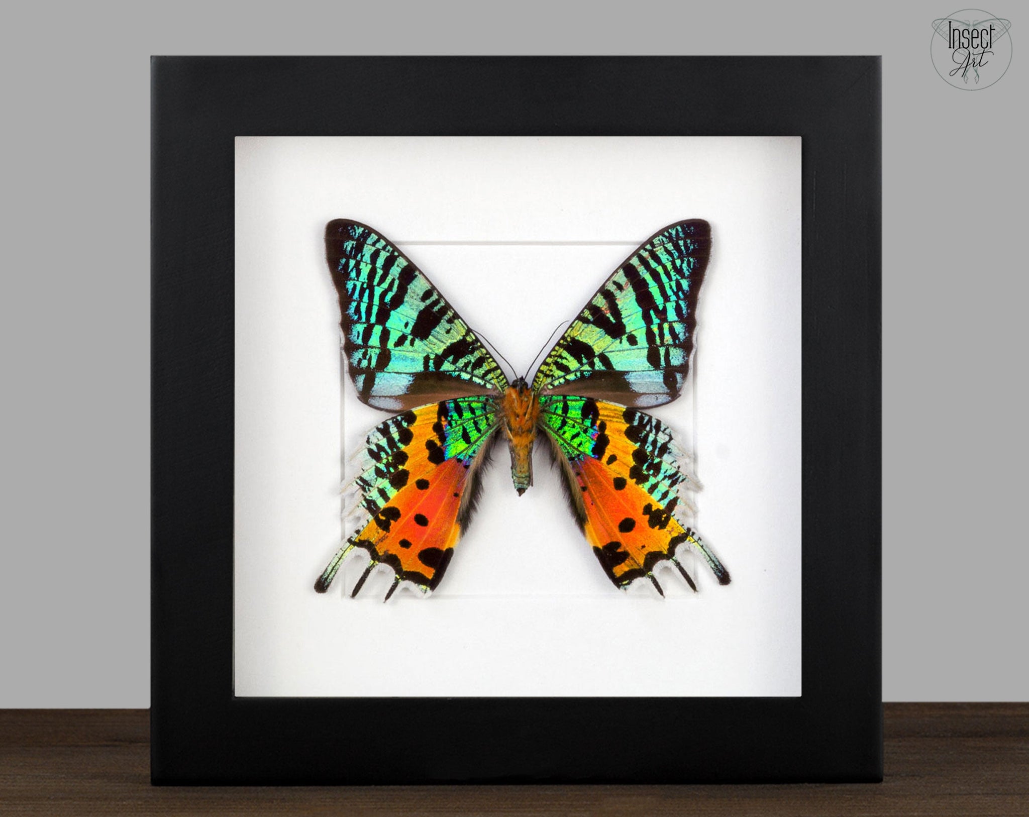Urania ripheus   InsectArt