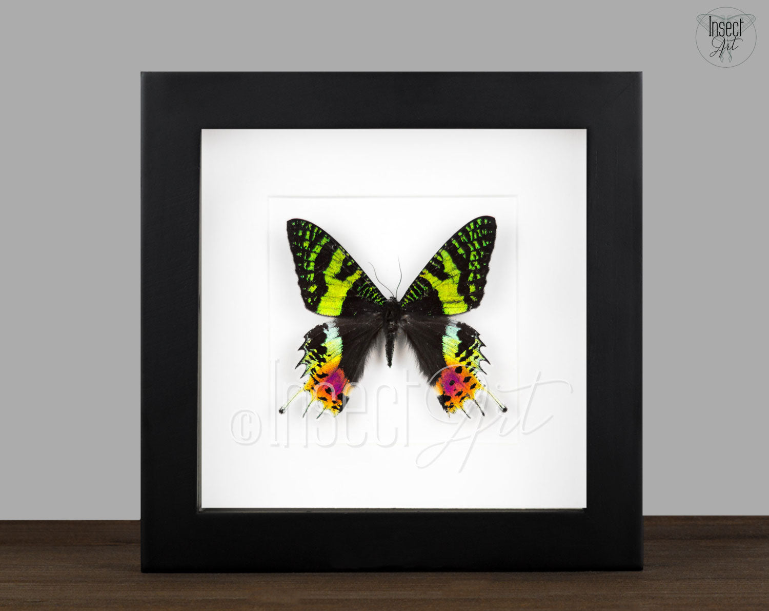 Urania ripheus   InsectArt