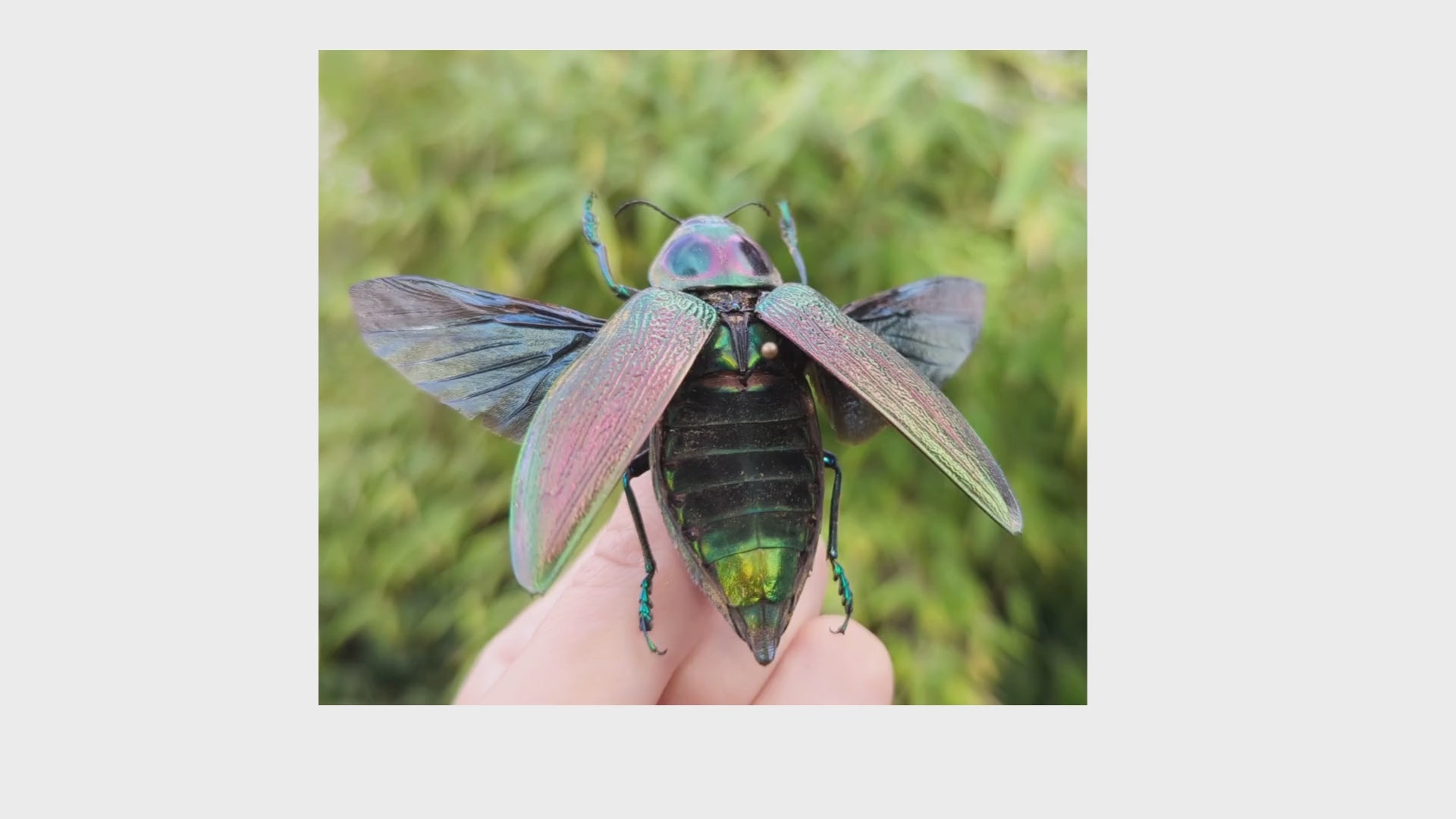 Euchroma gigantea