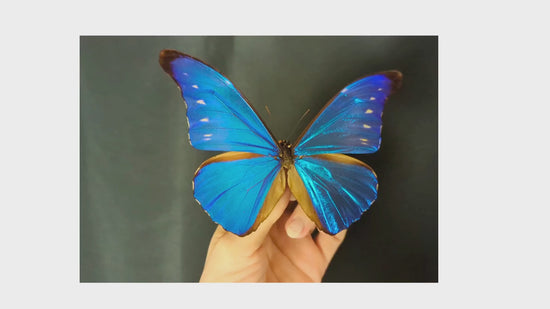 Laden und Abspielen von Videos im Galerie-Viewer, Morpho cacica, blauer Schmetterling im Rahmen
