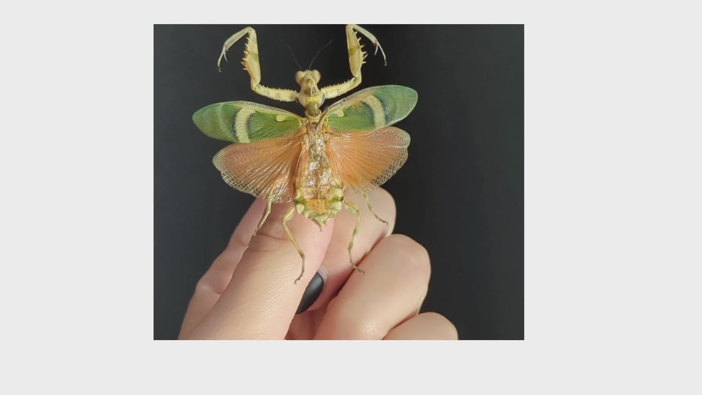 Laden und Abspielen von Videos im Galerie-Viewer, Theopropus elegans
