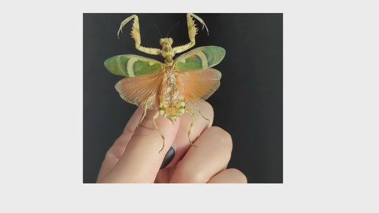 Laden und Abspielen von Videos im Galerie-Viewer, Theopropus elegans
