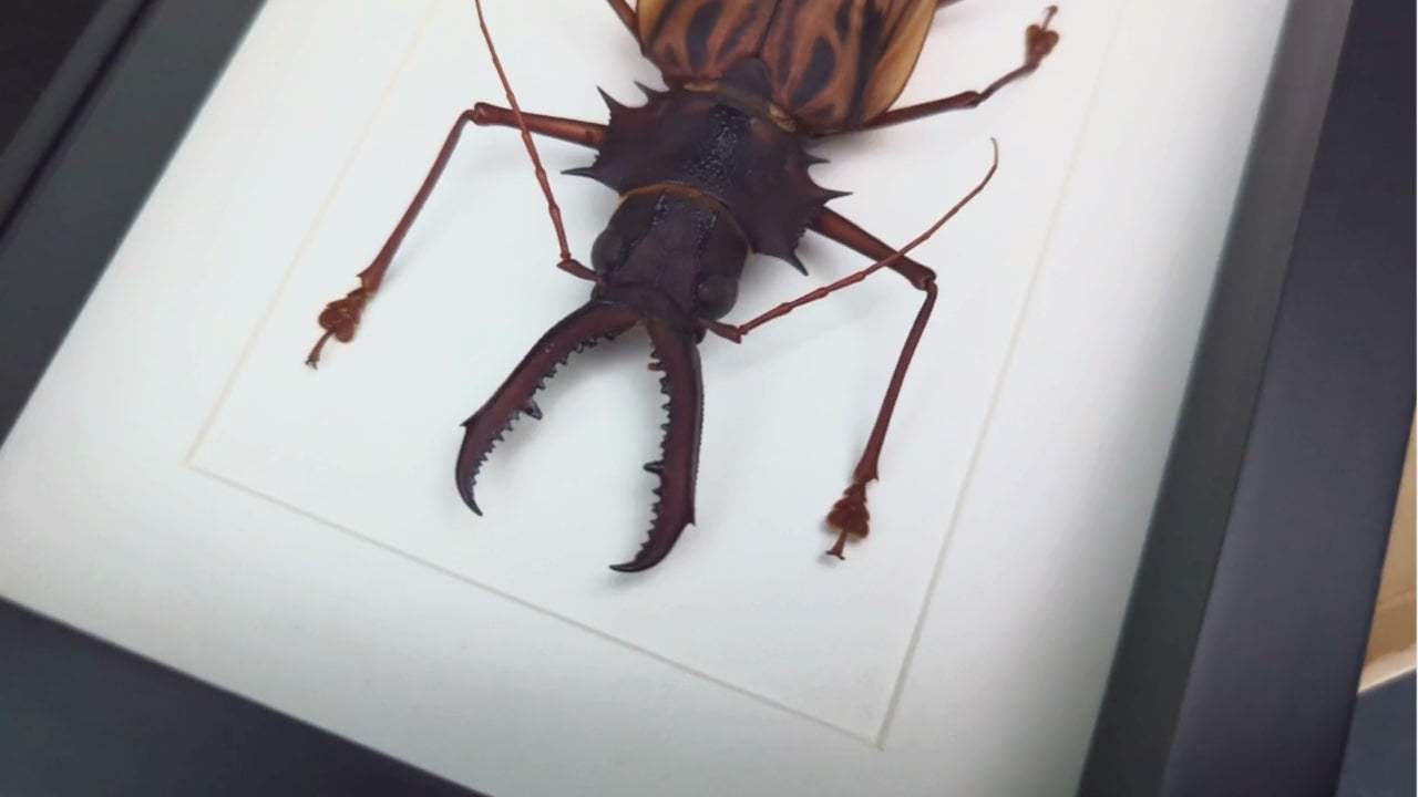 Charger et lire la vidéo dans la visionneuse de la Galerie, Macrodontia cervicornis ♂
