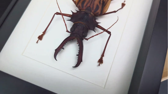 Charger et lire la vidéo dans la visionneuse de la Galerie, Macrodontia cervicornis ♂
