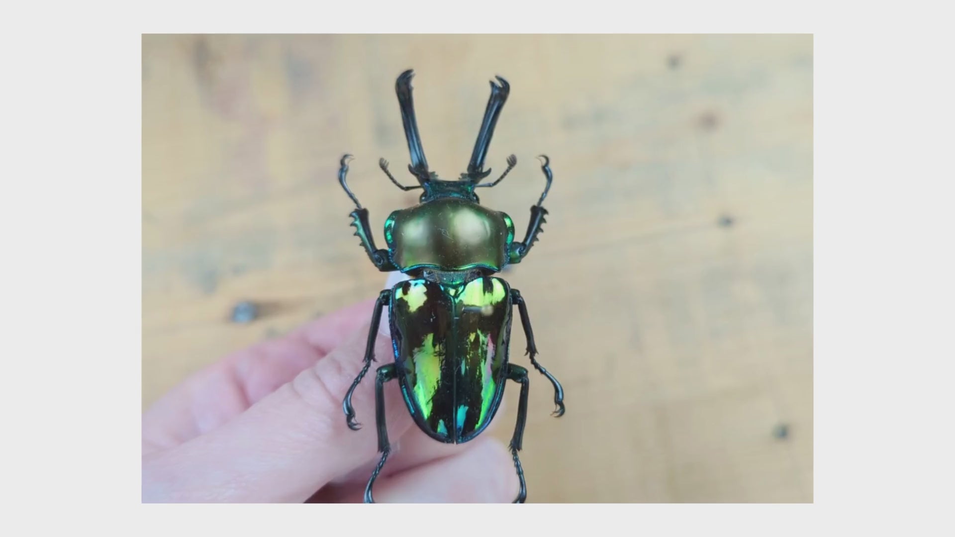 Phalacrognathus muelleri ♂