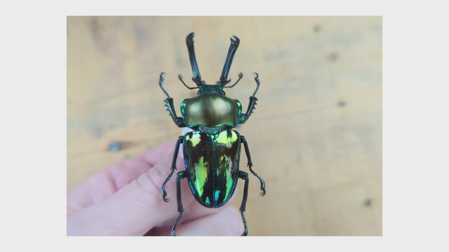 Laden und Abspielen von Videos im Galerie-Viewer, Phalacrognathus muelleri ♂
