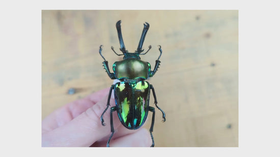 Laden und Abspielen von Videos im Galerie-Viewer, Phalacrognathus muelleri ♂
