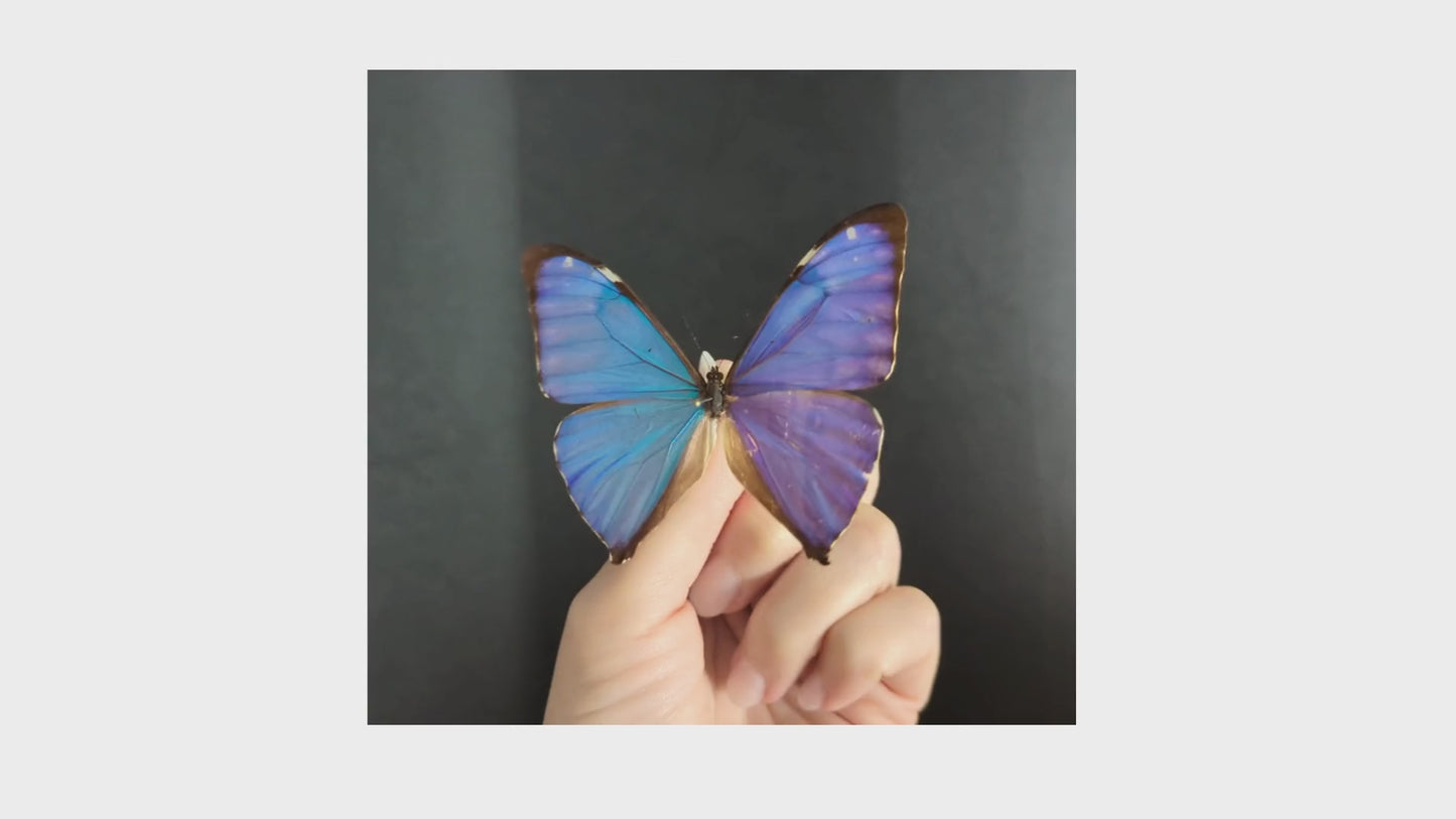 Load and play video in Gallery viewer, Morpho aega ♂
