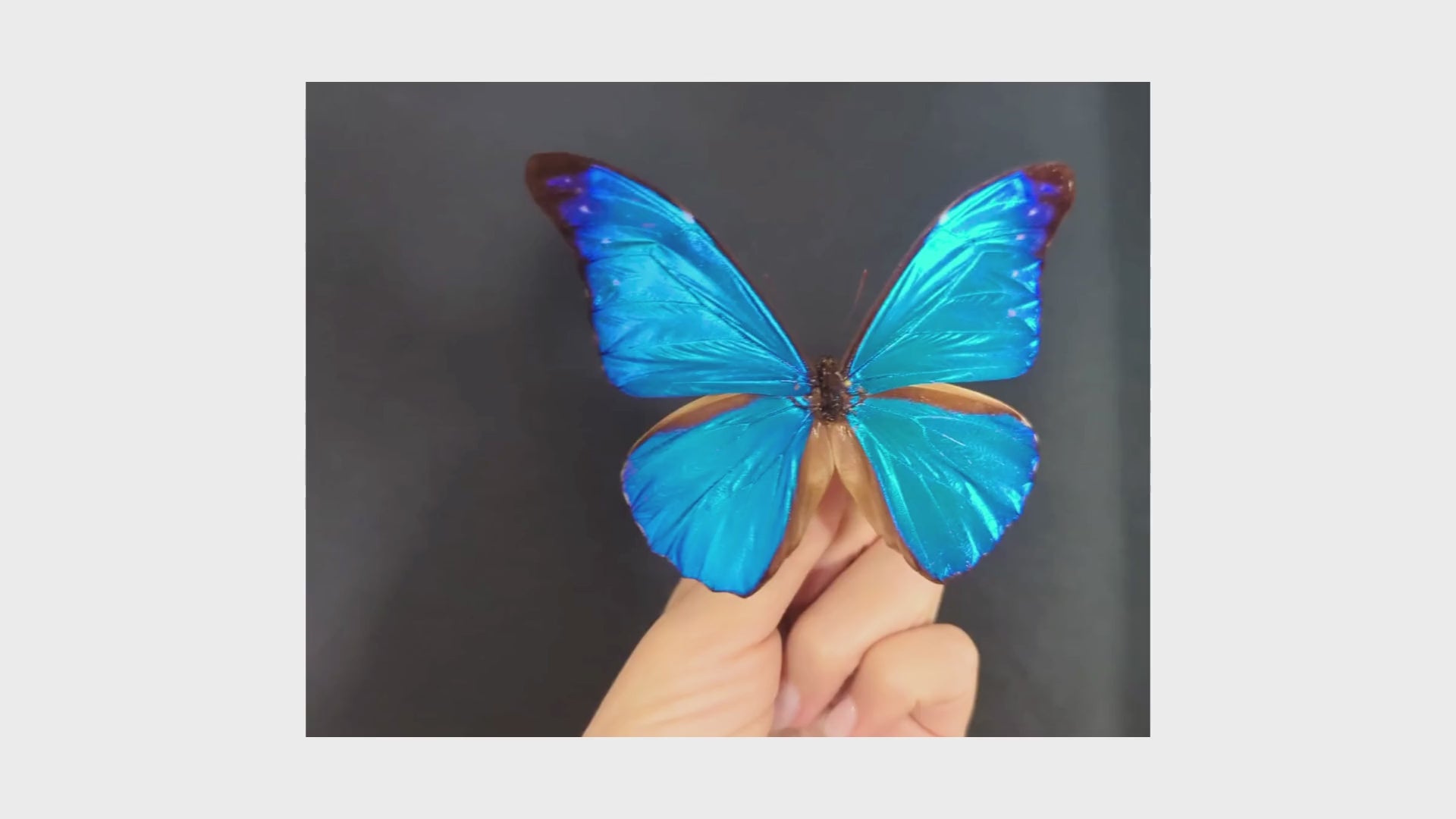 Morpho rhénor ♂