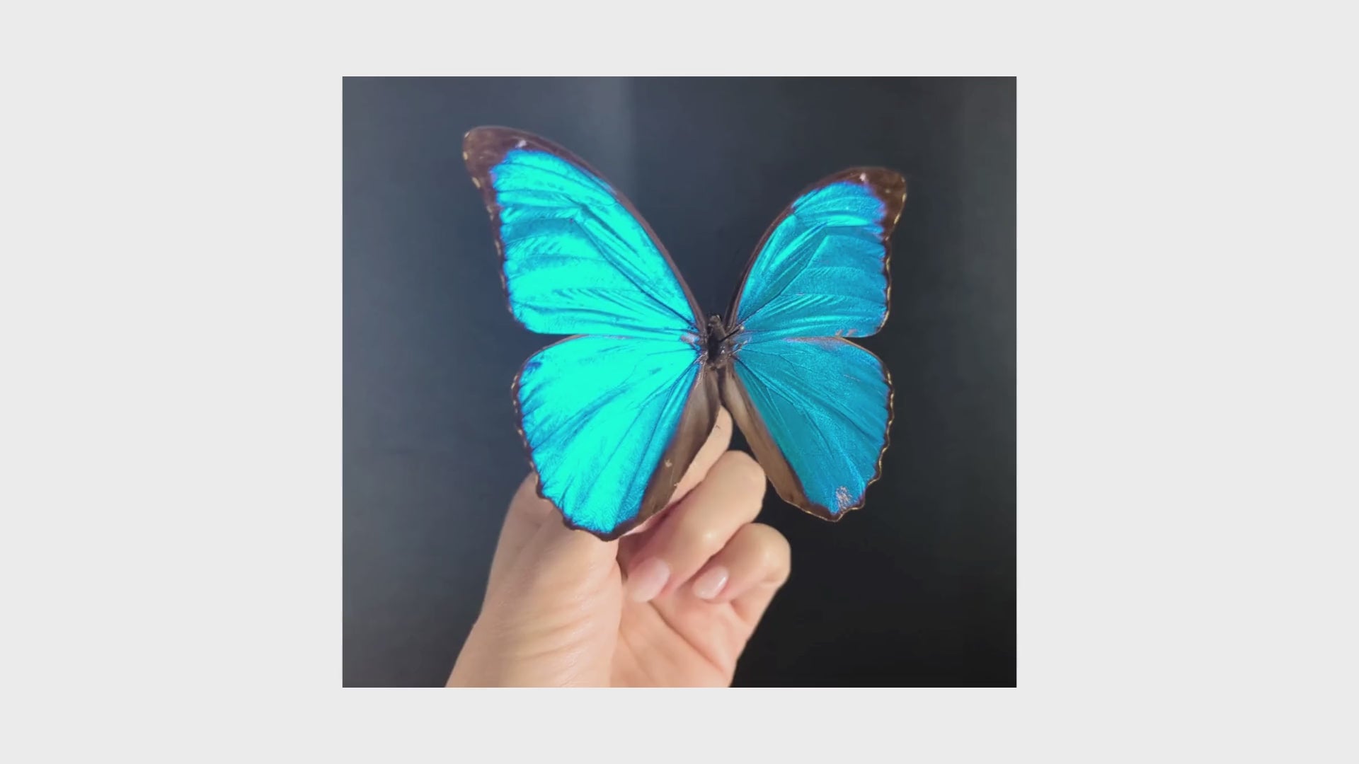 Morpho Ménélas ♂