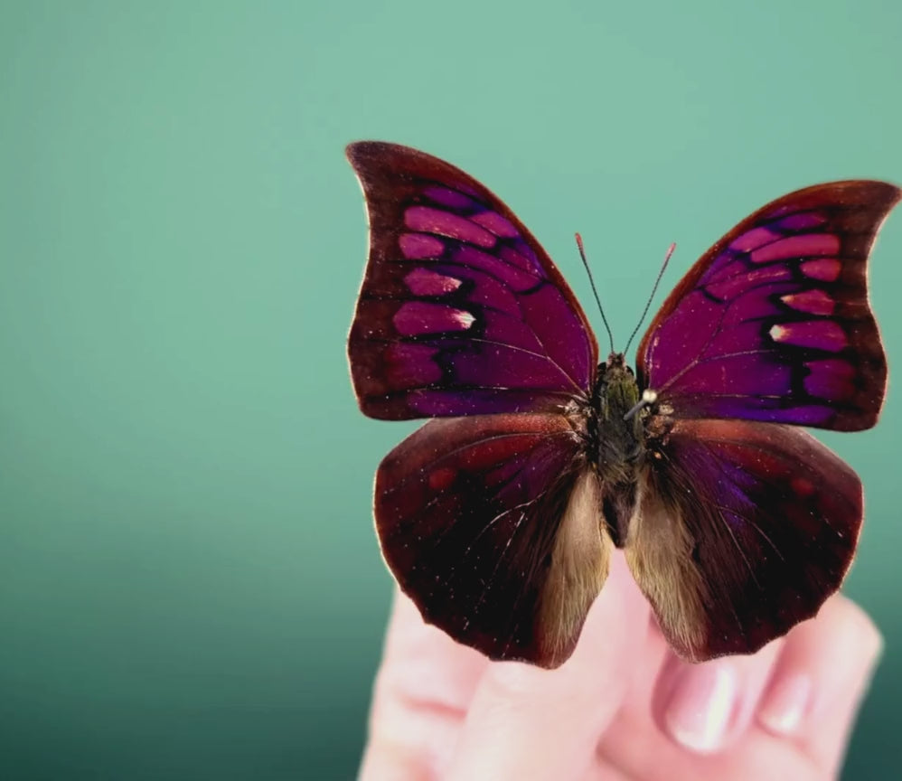 Load and play video in Gallery viewer, Anaea tyrianthina, real butterfly in frame
