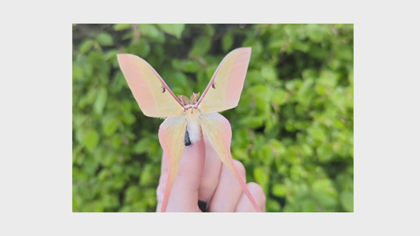 Charger et lire la vidéo dans la visionneuse de la Galerie, 2x Actias dubernardi ♂
