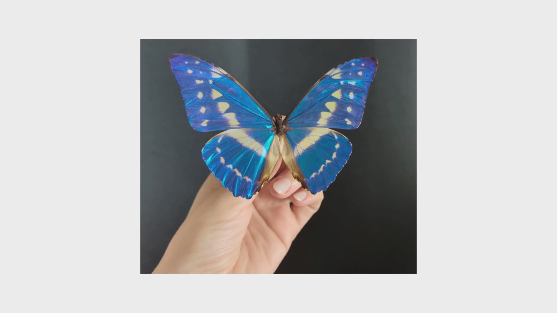 Morpho cypris ♂
