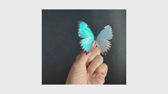 Load and play video in Gallery viewer, Morpho portis ♂
