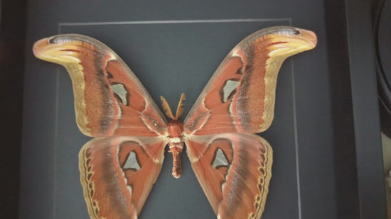 Load and play video in Gallery viewer, Attacus atlas ♂
