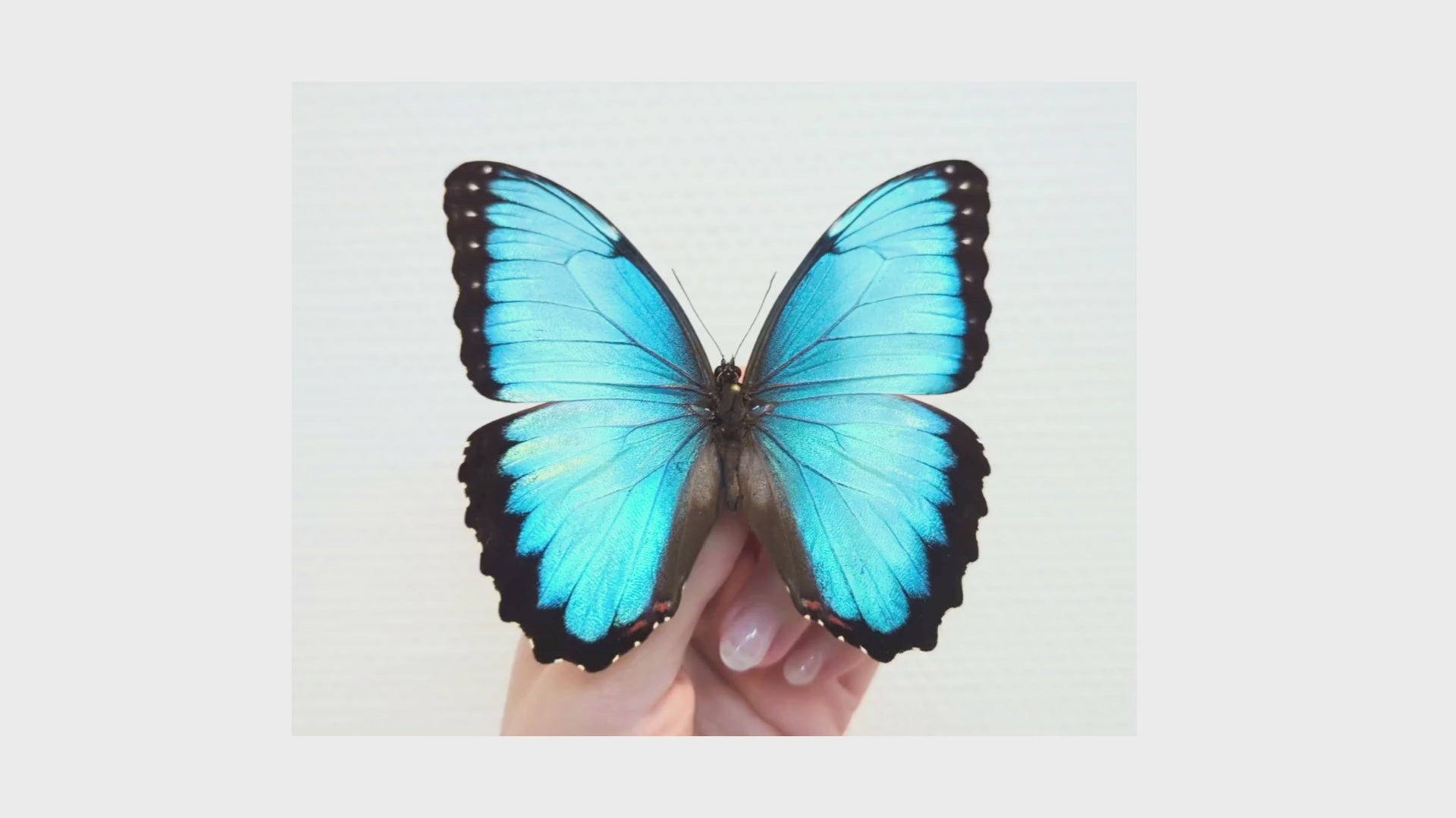 Morpho peleides, blauer Schmetterling im Rahmen