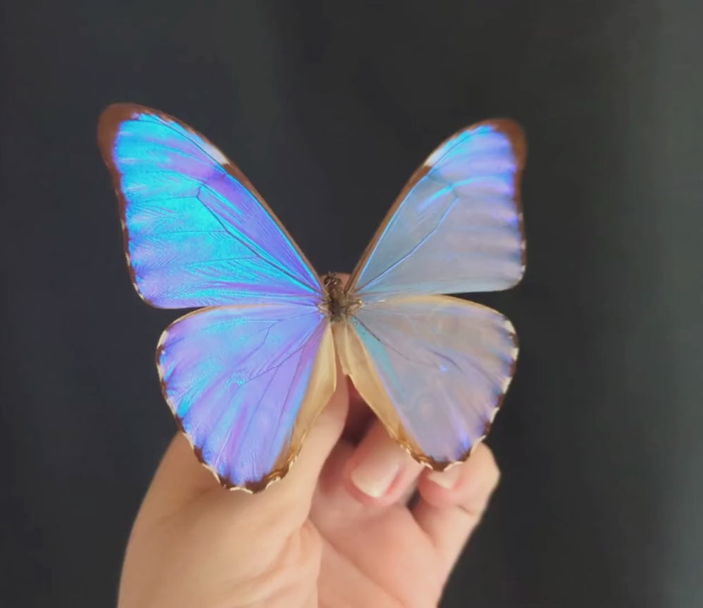 Morpho aurora im Rahmen | Echter blauer Schmetterling
