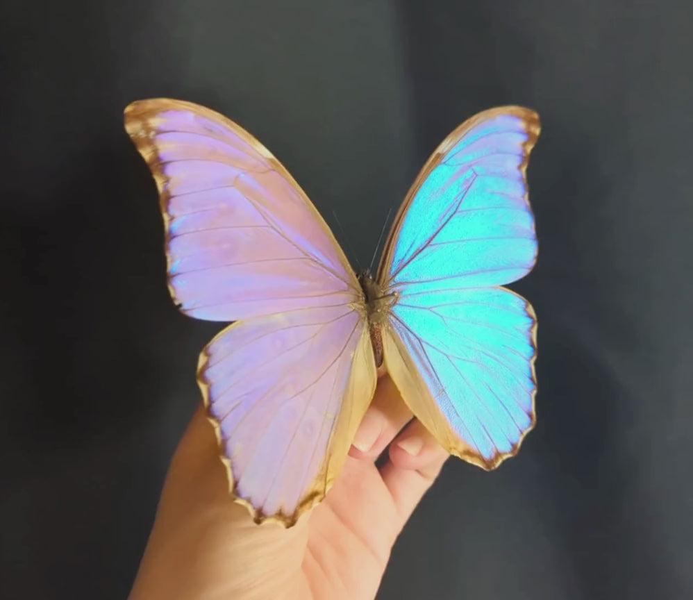 Morpho godarti lachaumei, echter blauer Schmetterling im Rahmen