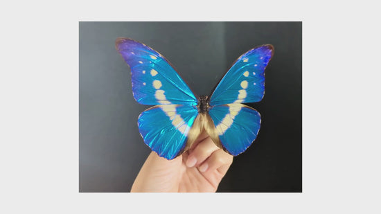 Load and play video in Gallery viewer, Morpho Helena ♂
