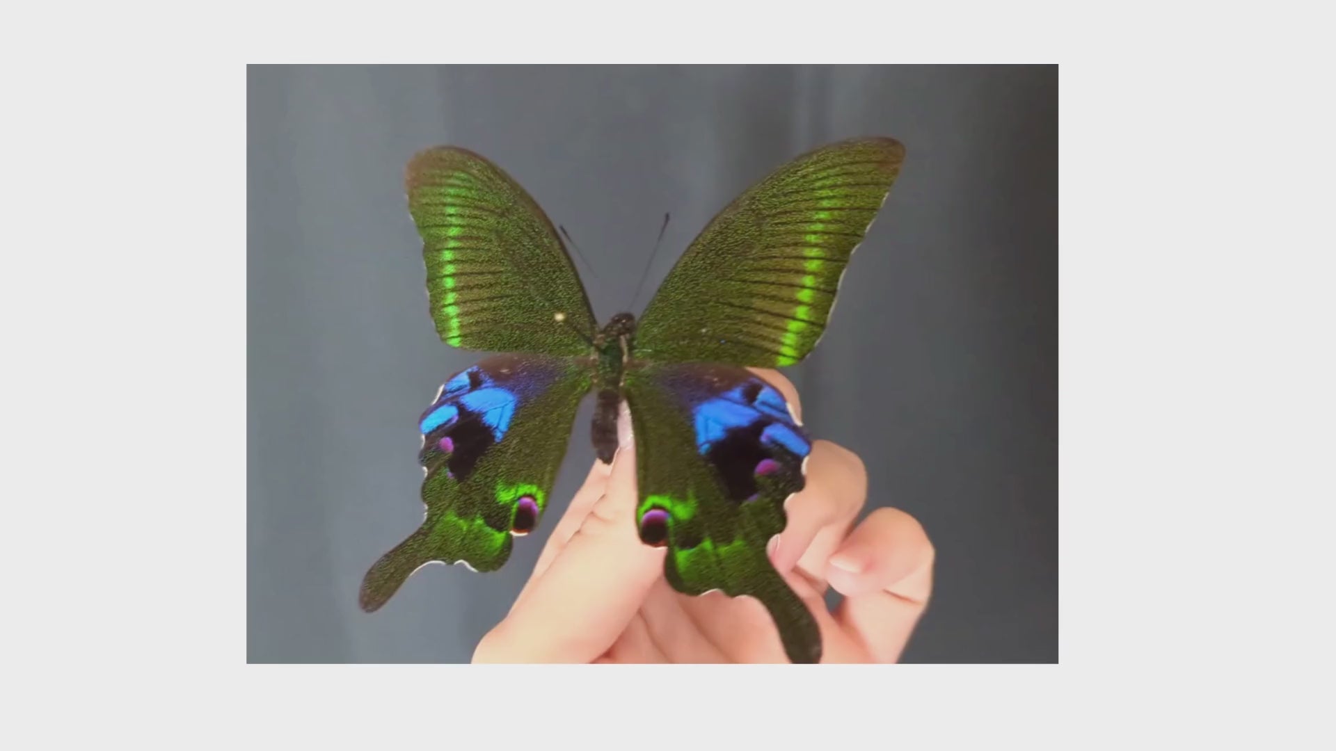 Papilio arcturus, echter Schmetterling im Rahmen