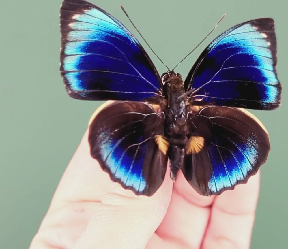 Charger et lire la vidéo dans la visionneuse de la Galerie, Agrias phalcidon phalcidon ♂ préparé et épinglé
