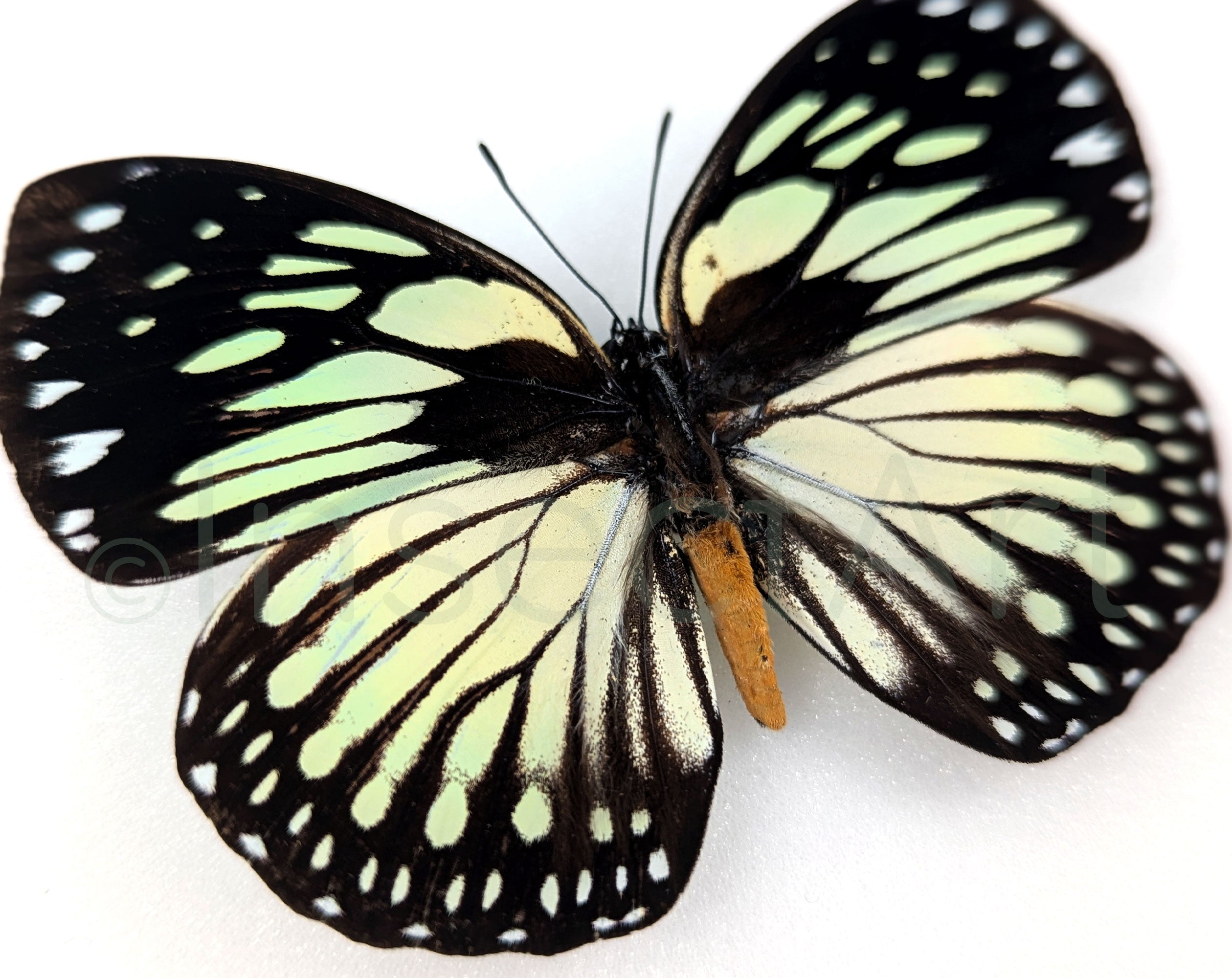 Euxanthe crossleyi  Schmetterling InsectArt