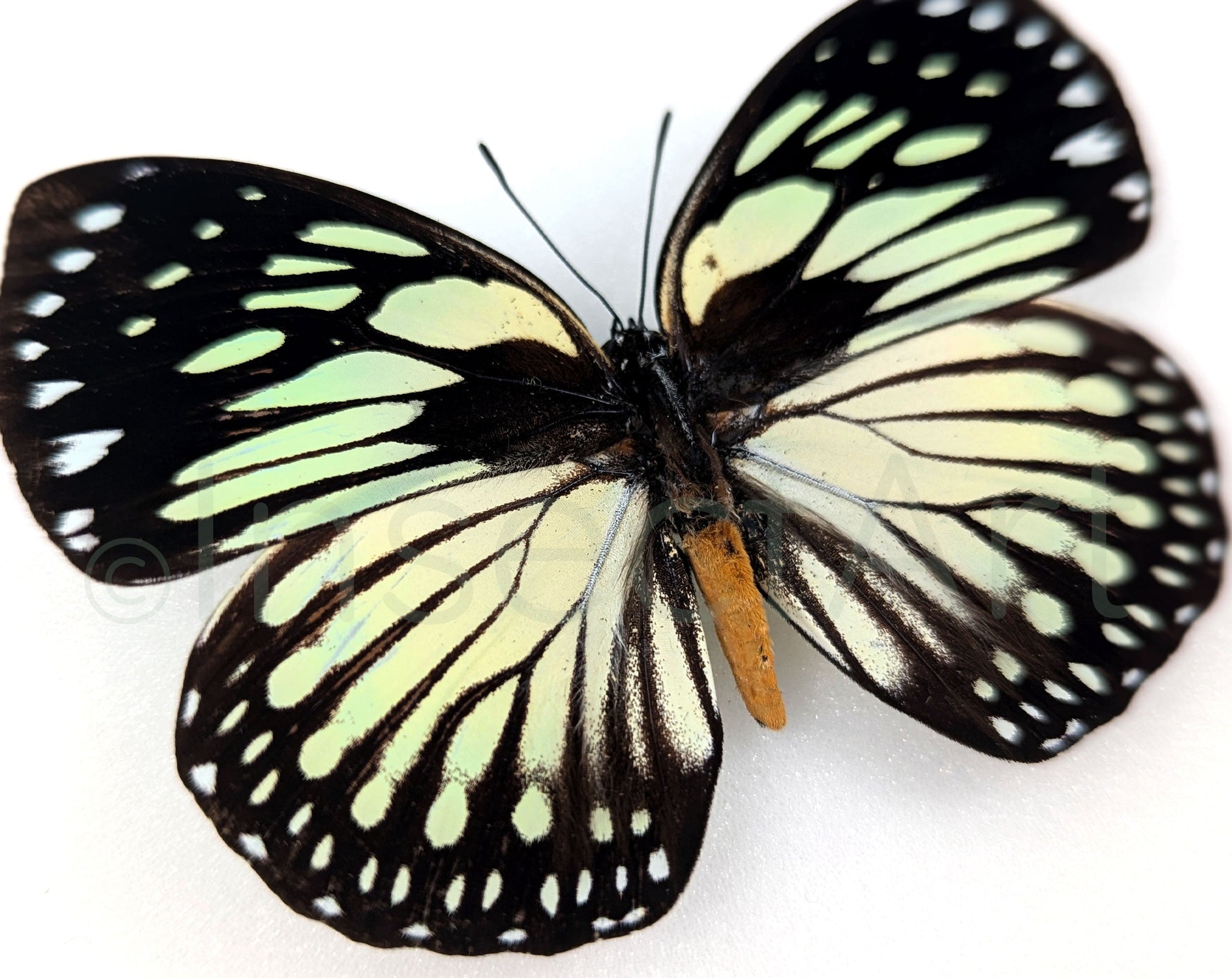 Euxanthe crossleyi  Schmetterling InsectArt