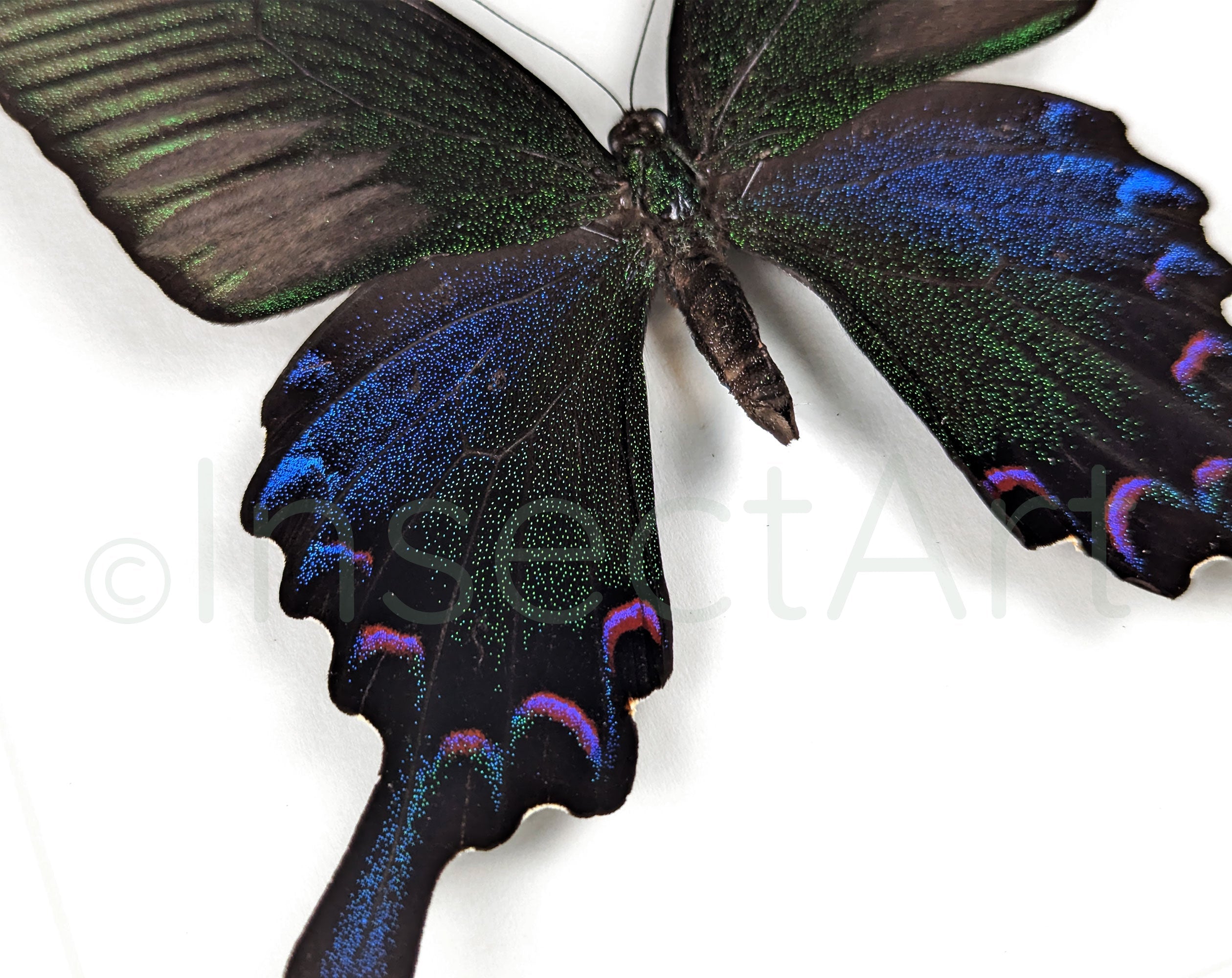 Papilio bianor ♂  Schmetterling InsectArt