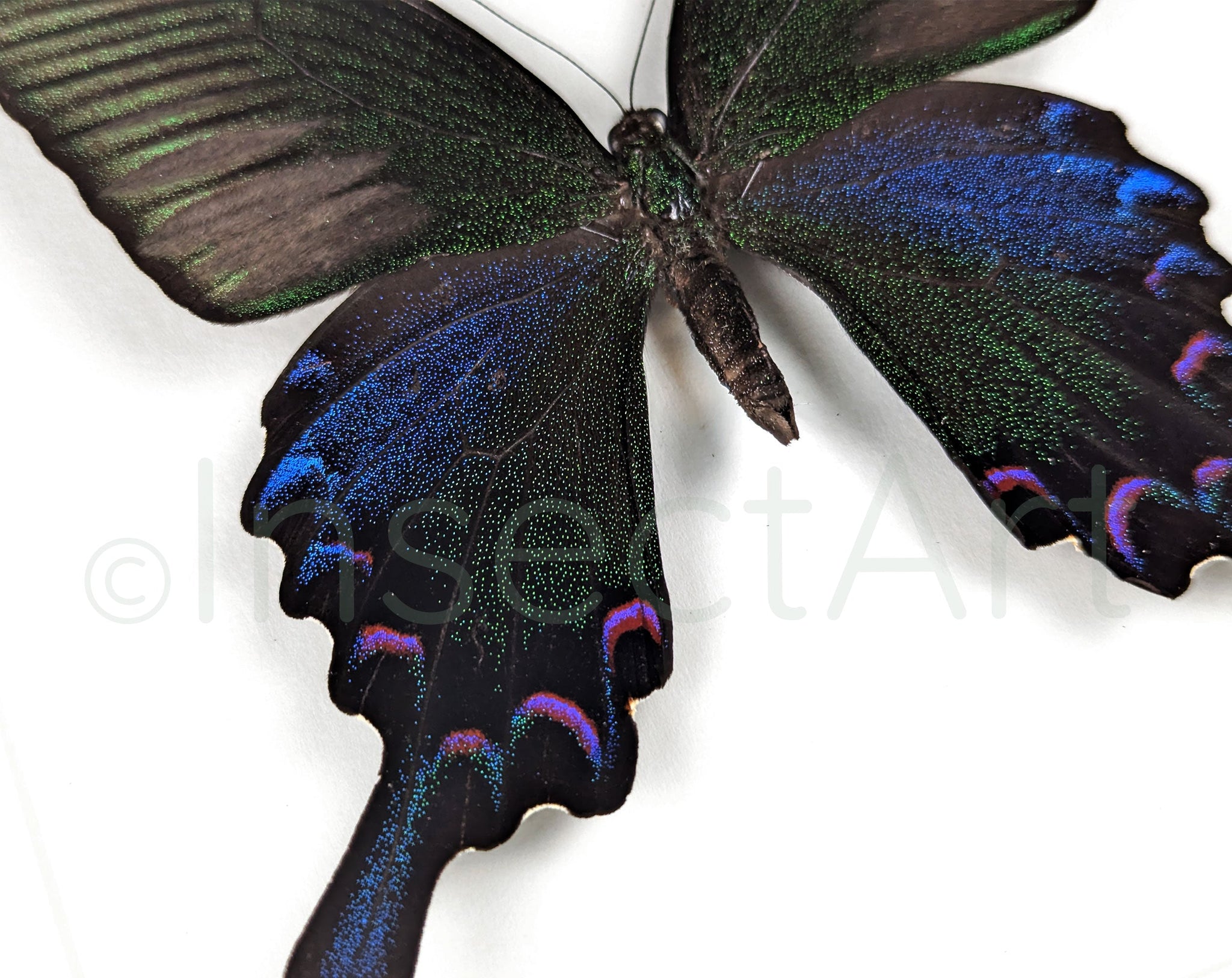 Papilio bianor ♂  Schmetterling InsectArt