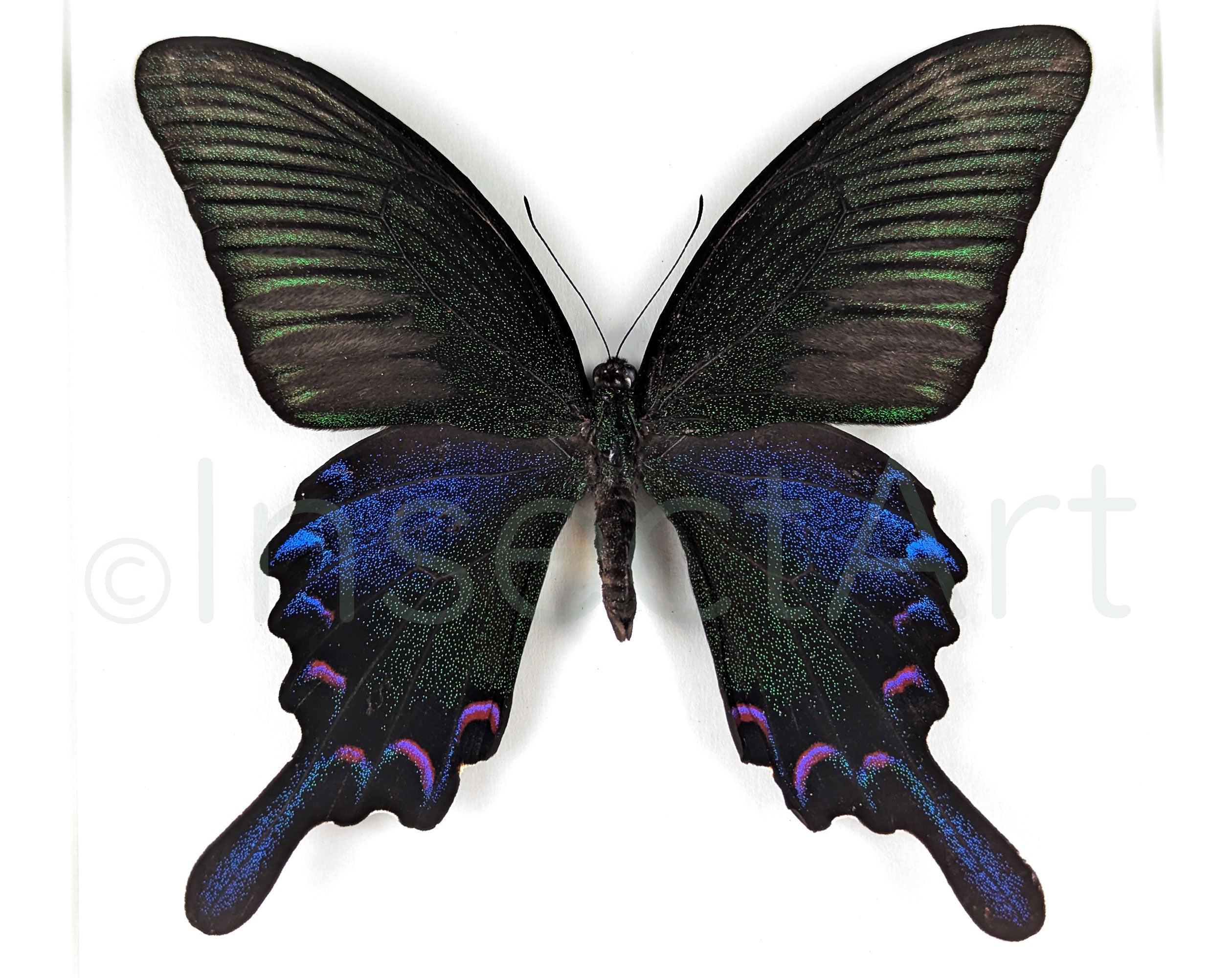 Papilio bianor ♂  Schmetterling InsectArt