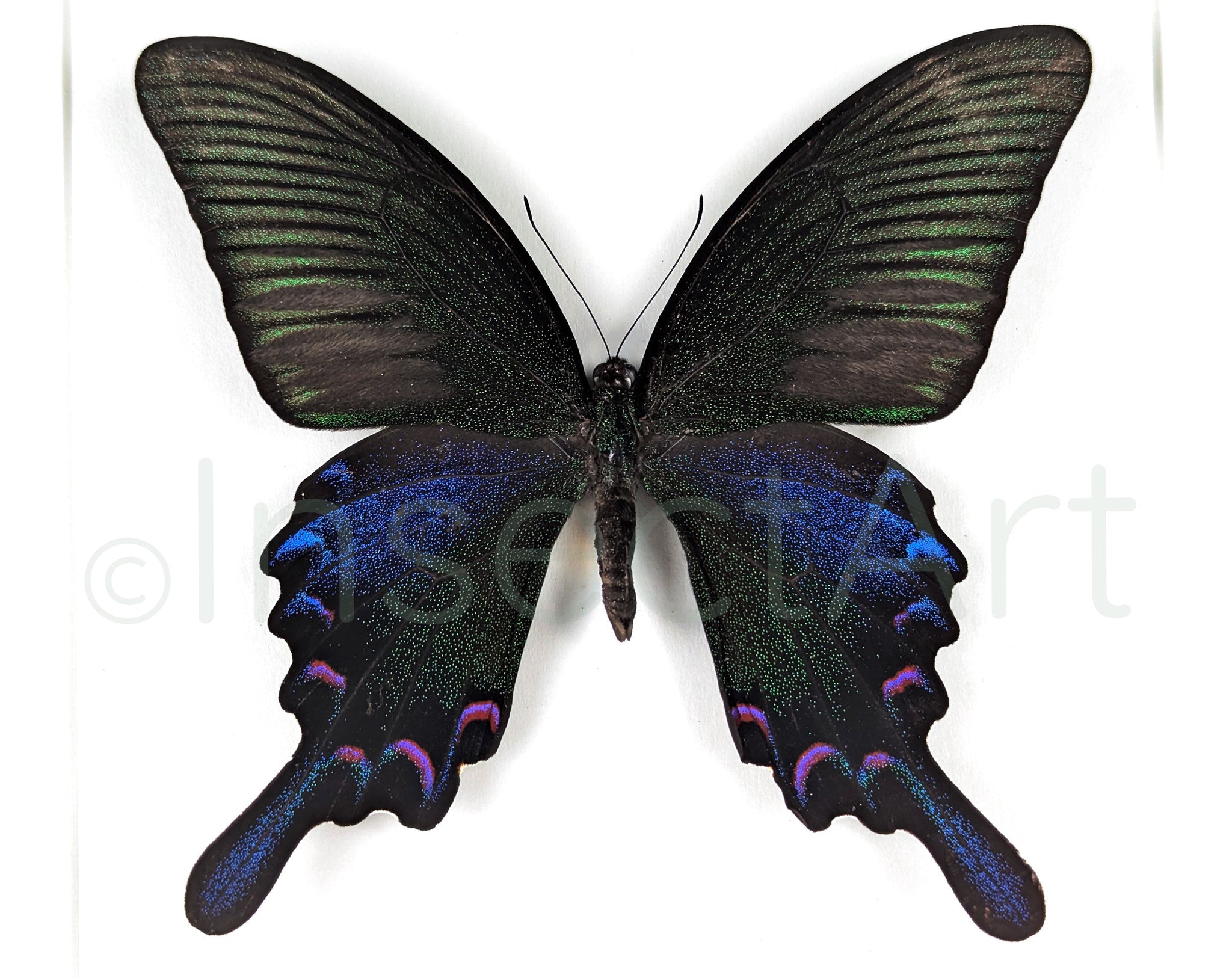 Papilio bianor ♂  Schmetterling InsectArt