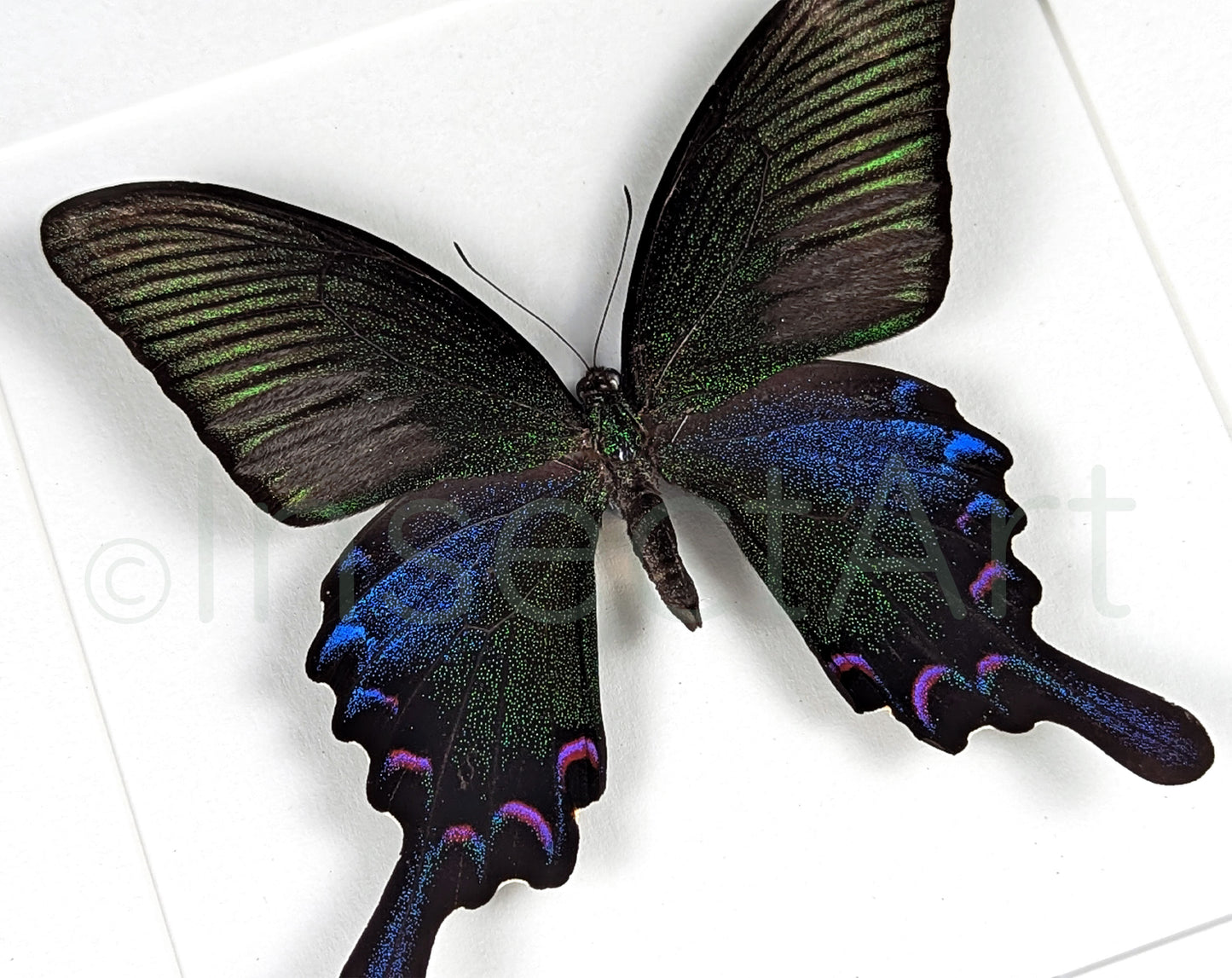 Papilio bianor ♂