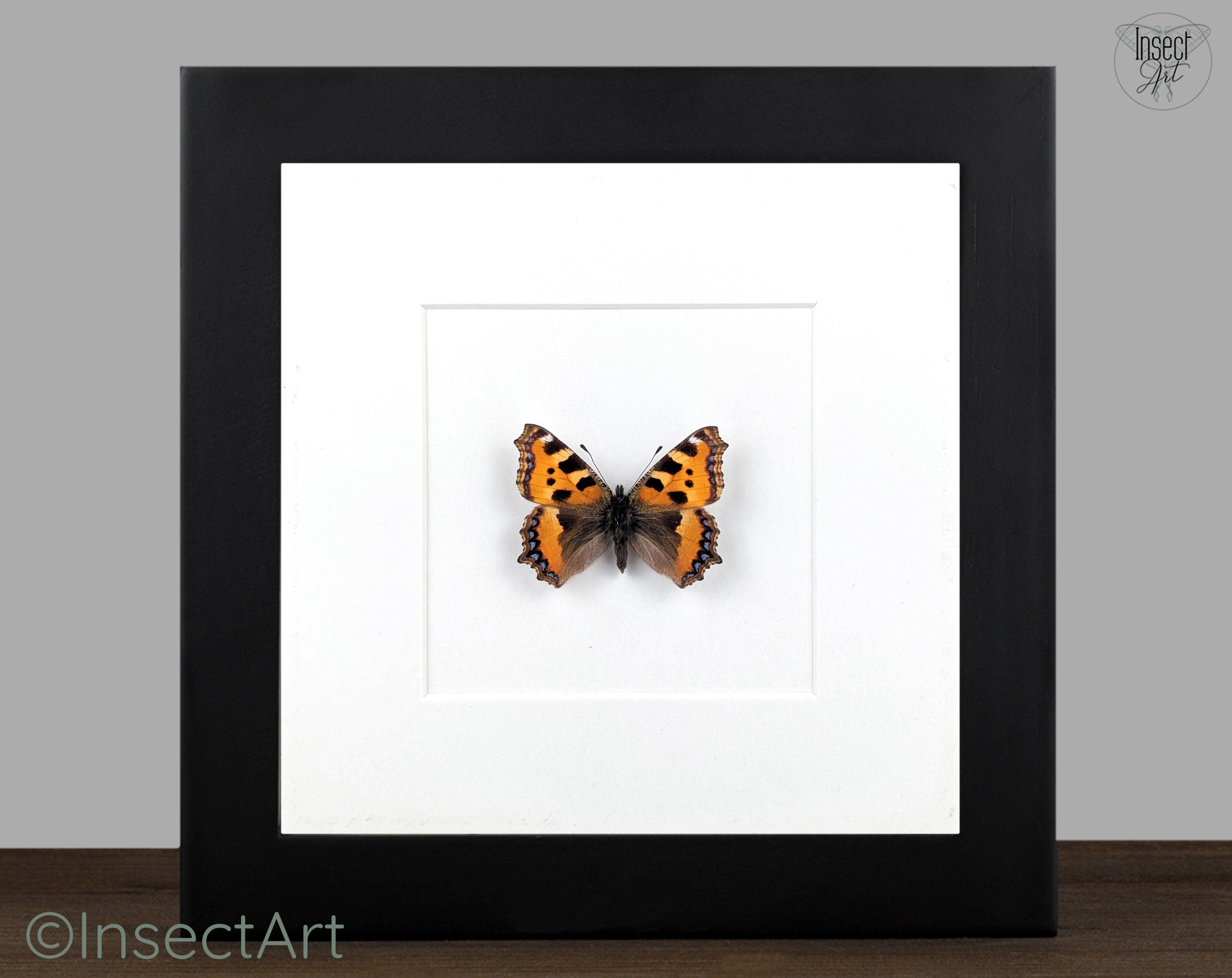 Aglais urticae 