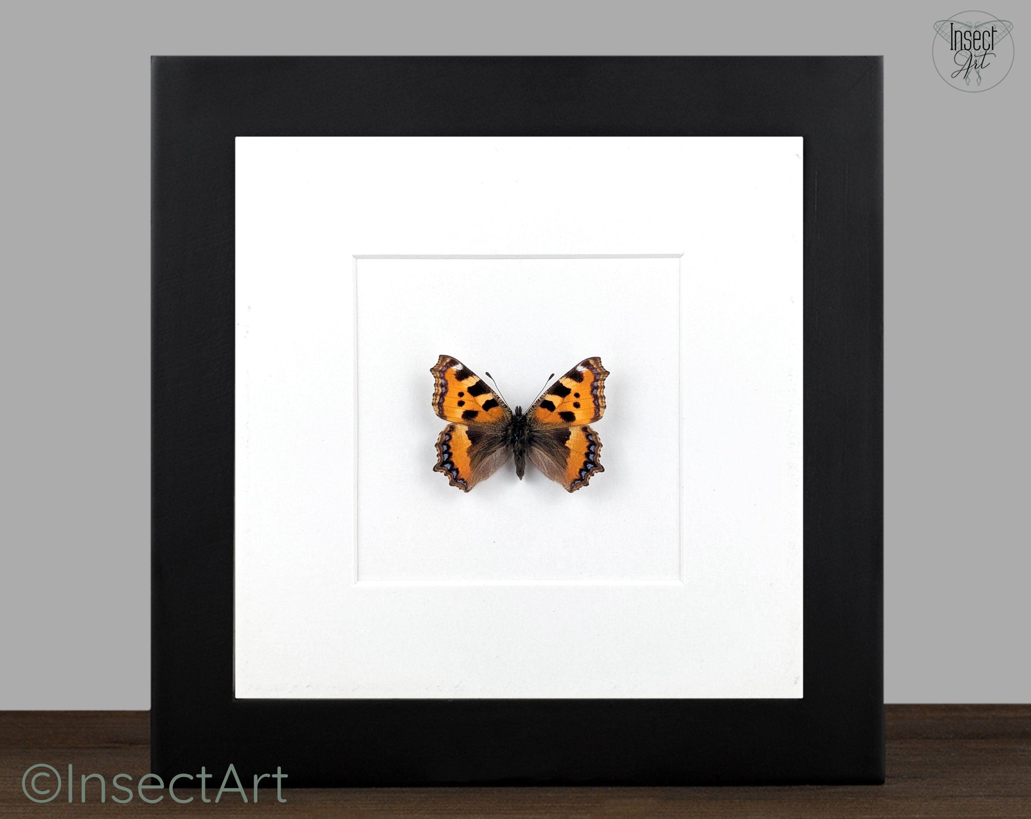 Aglais urticae 