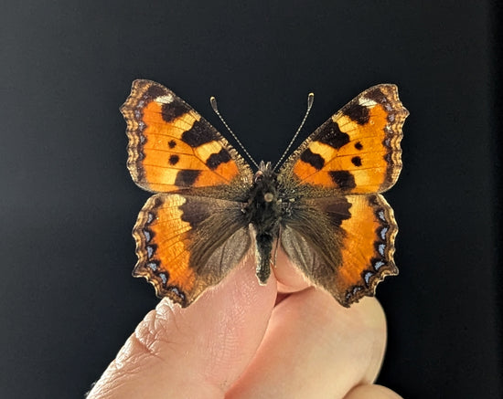 Aglais urticae "Kleiner Fuchs"