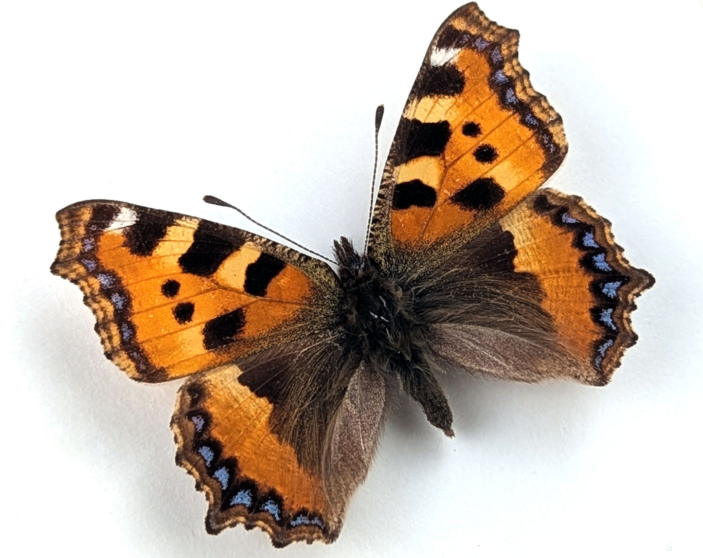 Aglais urticae "Kleiner Fuchs"