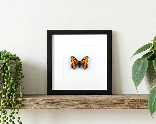 Aglais urticae "Kleiner Fuchs", präparierter Schmetterling im Rahmen